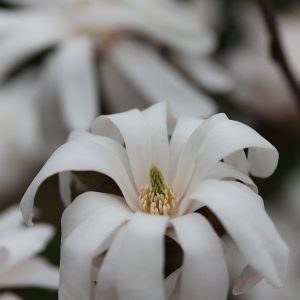 Magnolia stellata 'Royal Star'