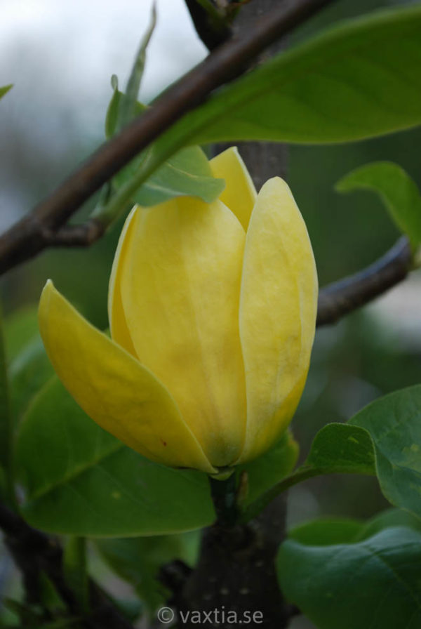 Magnolia brooklynensis 'Yellow Bird'-1358