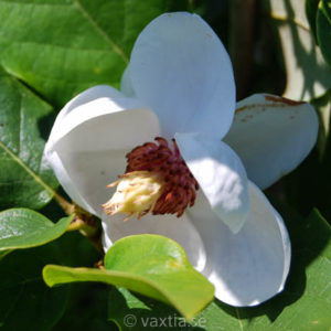 Magnolia sieboldii-0