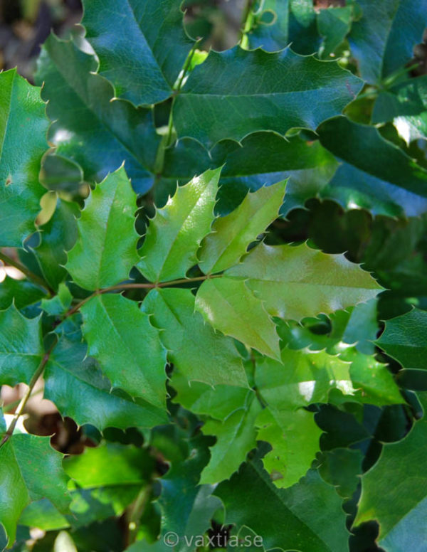 Mahonia aquifolium 'Smaragd'-0