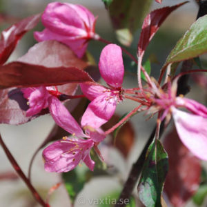 Malus 'Mokum'-0