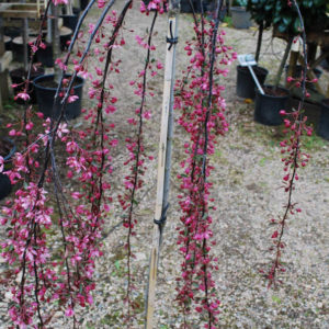 Malus 'Royal Beauty' -0