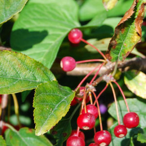 Malus toringo FK Göteborg-0