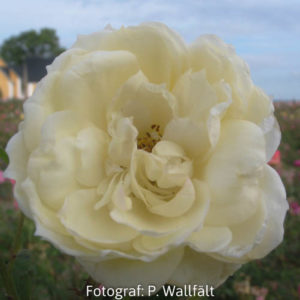 'Monsoon' (Tehybrid)-0