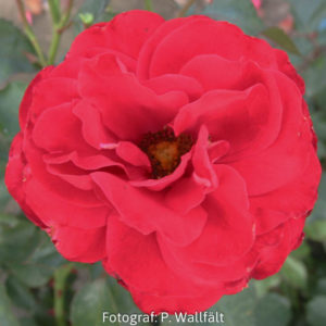 'Nina Weibull' (Floribunda)-0