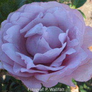 'Oiseau Bleu' (Tehybrid)-0