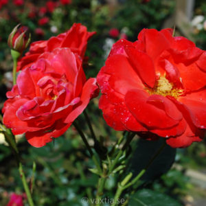 'Orange Sensation'-0