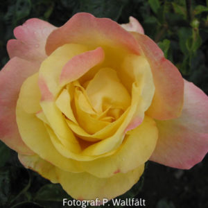 'Mme A. Meilland' syn 'Peace' (Tehybrid)-0