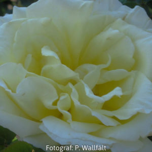 'Peaudouce' Syn. 'Elina' (Tehybrid)-0