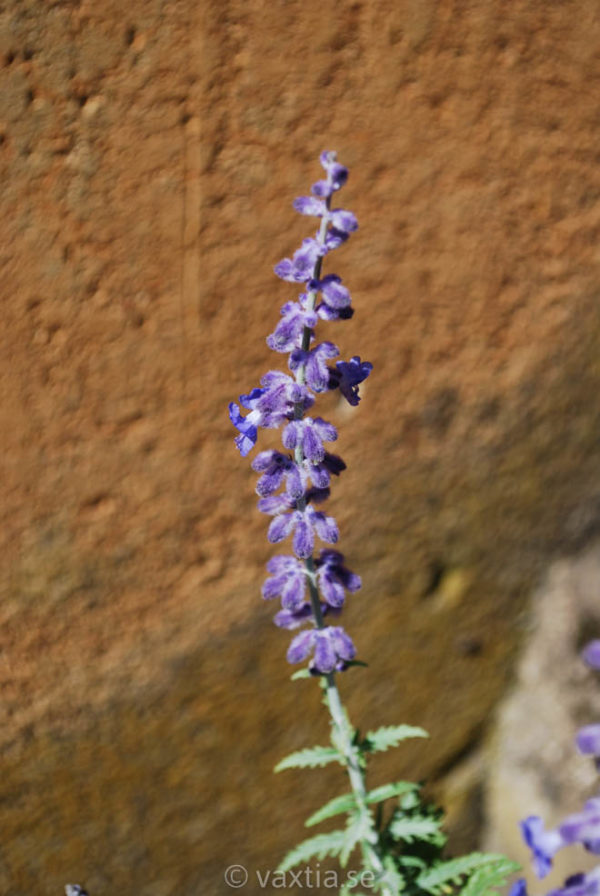 Perovskia atriplicifolia 'Lacey Blue' -0