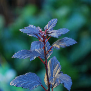 Physocarpus opulifolius 'Little Devil' -0