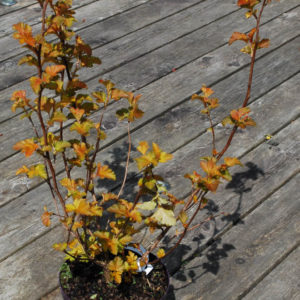 Physocarpus opulifolius 'Amber Jubilee'-0