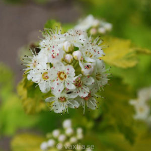 Physocarpus opulifolios 'Angel Gold'-0