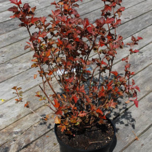 Physocarpus opulifolius 'Diable d'Or'-0