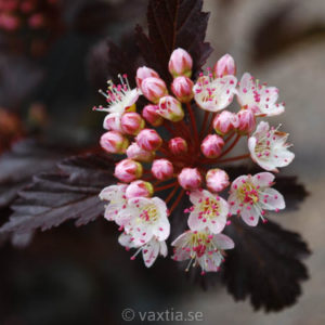 Physocarpus opulifolius 'Summer Wine' -0