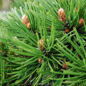 Pinus heldreichii 'Schmidtii'-749
