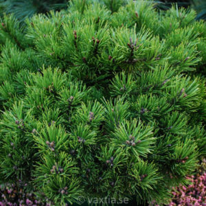 Pinus mugo 'Klostergrün'-0
