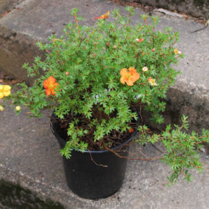 Potentilla fruticosa 'Red Ace'-0