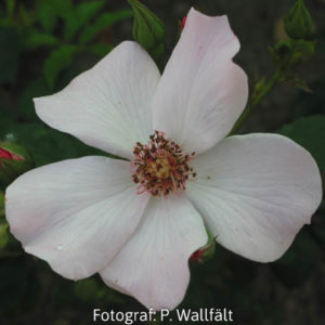 'Poulsen´s Pearl' (Floribunda)-0