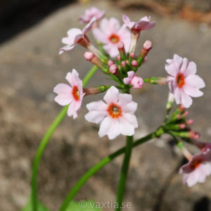 Primula japonica 'Appleblossom'-0
