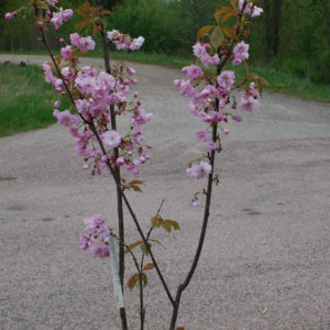 Prunus 'Kanzan' -0