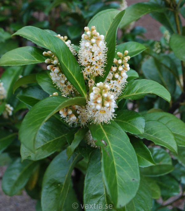 Prunus laurocerasus 'Etna' -802