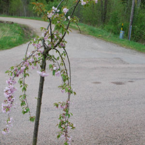 Prunus serrulata 'Kiku-shidare-zakura' -0