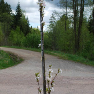 Prunus serrulata 'Amanogawa' -0