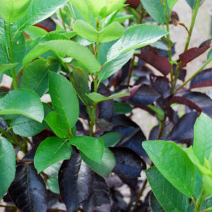 Prunus virginiana 'Shubert'-0