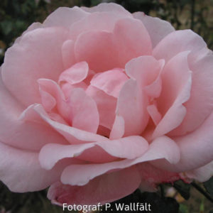 'Queen Elisabeth' (Grandiflora)-0
