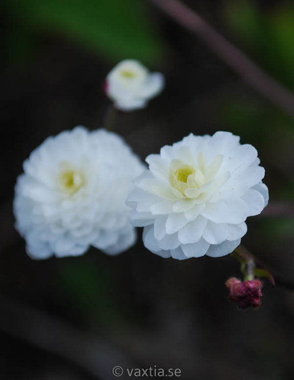 Ranunculus aconitifolius 'Flore Pleno'-0