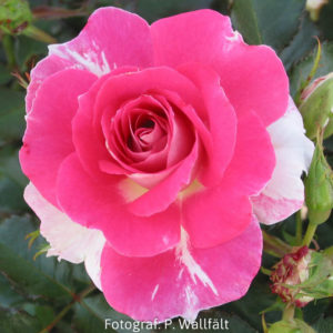 'Regensberg' (Floribunda)-0