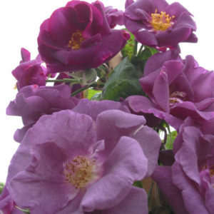 'Rhapsody in Blue' (Floribunda)-0