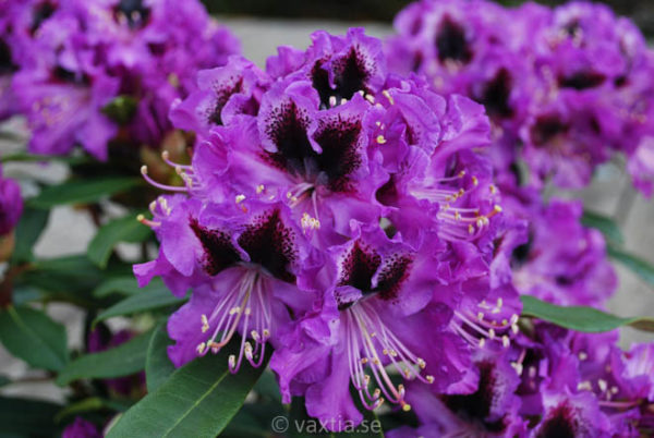 Rhododendron 'Blaue Jungs' -0