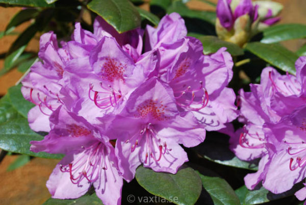 Rhododendron 'Catawbiense Grandiflorum' -0