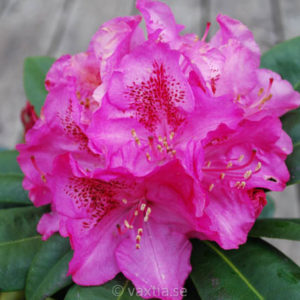 Rhododendron 'Constanze' -0