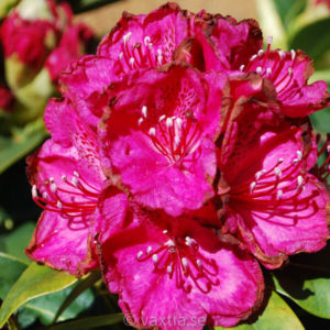 Rhododendron 'Diderk' -0