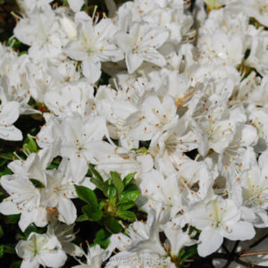 Rhododendron obtusa 'Kermesina Alba'-0