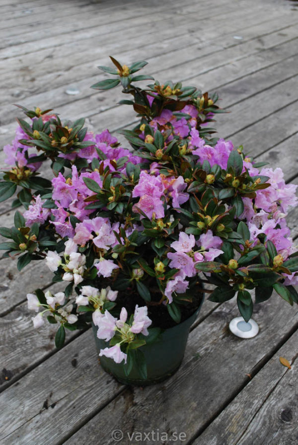Rhododendron 'Lavendula'-0
