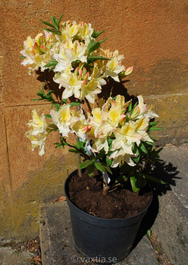 Rhododendron 'Daviesii'-1228