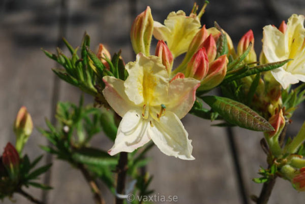 Rhododendron 'Daviesii'-1226
