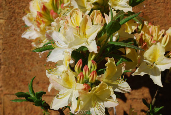 Rhododendron 'Daviesii'-1227