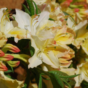 Rhododendron 'Daviesii'-0
