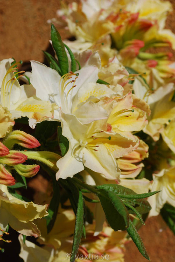 Rhododendron 'Daviesii'-0