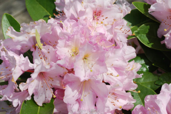 Rhododendron 'Onkel Dines' -0