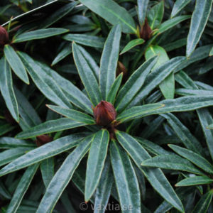 Rhododendron ponticum 'Graziella' -0