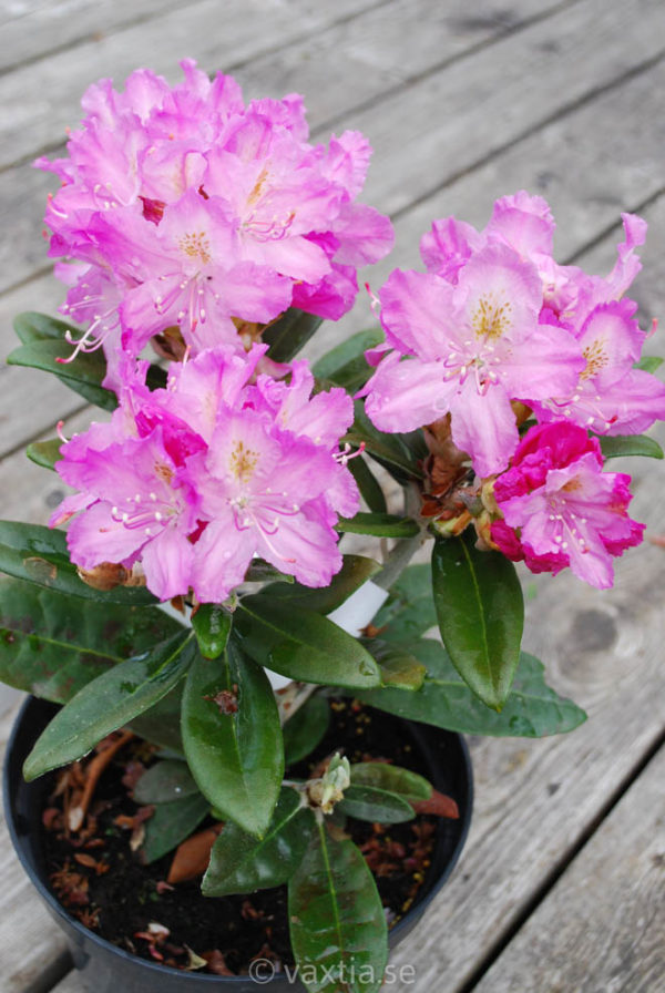 Rhododendron smirnowii -0