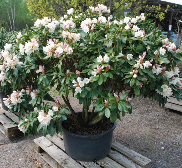 Rhododendron INKARHO 'Weisse Dufthecke'-1326