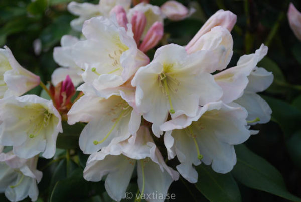 Rhododendron INKARHO 'Weisse Dufthecke'-0
