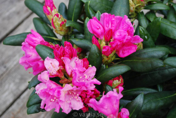 Rhododendron yakushimanum 'Kalinka'-818